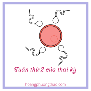 tuan-thu-2-cua-thai-ky